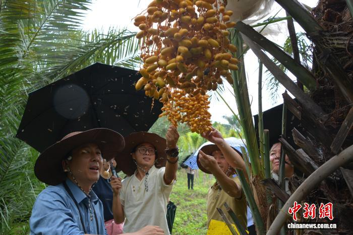 云南或将以棕榈植物为抓手 破解干热河谷生态修复与开发